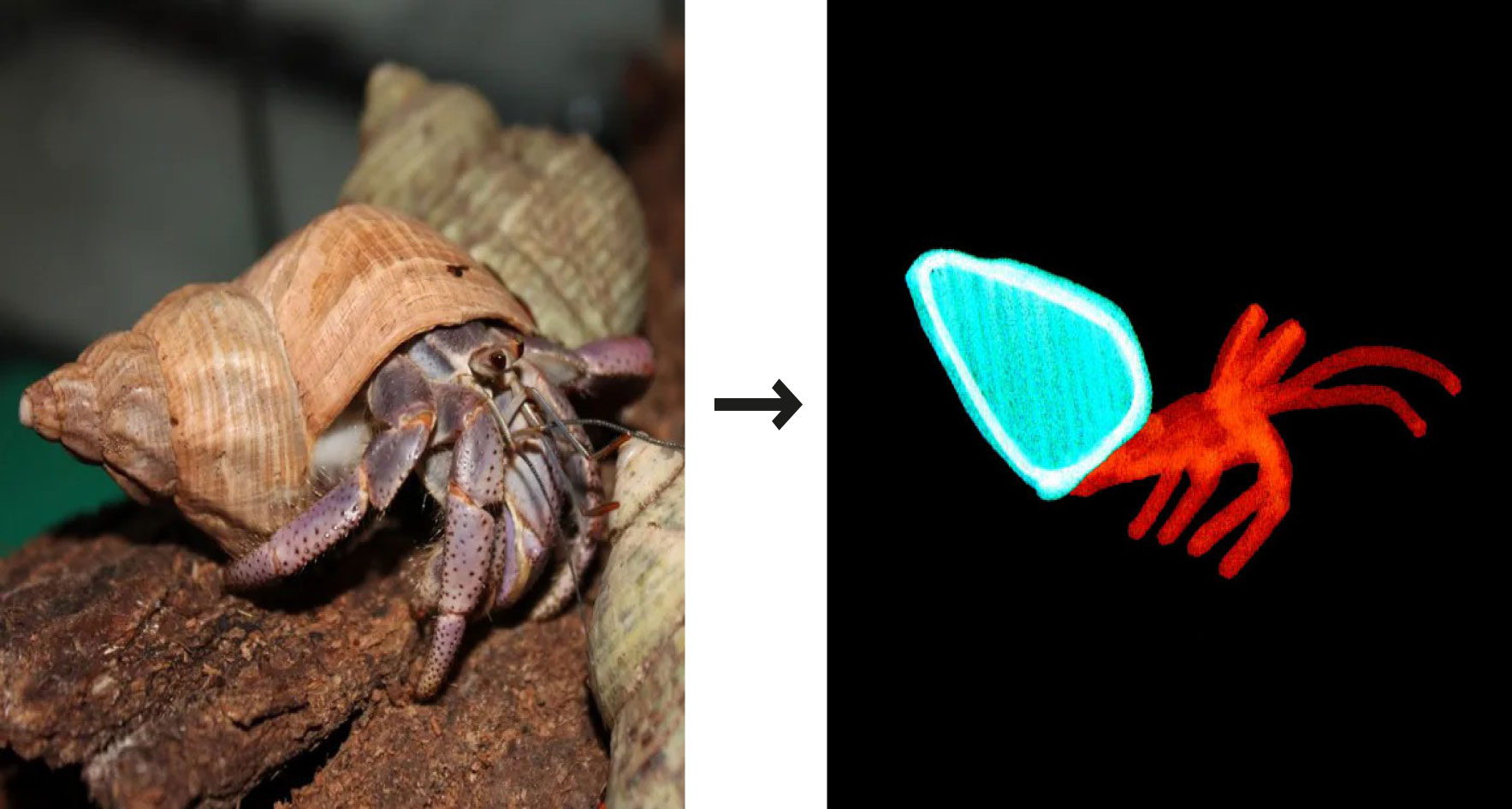 bernard_Transformation